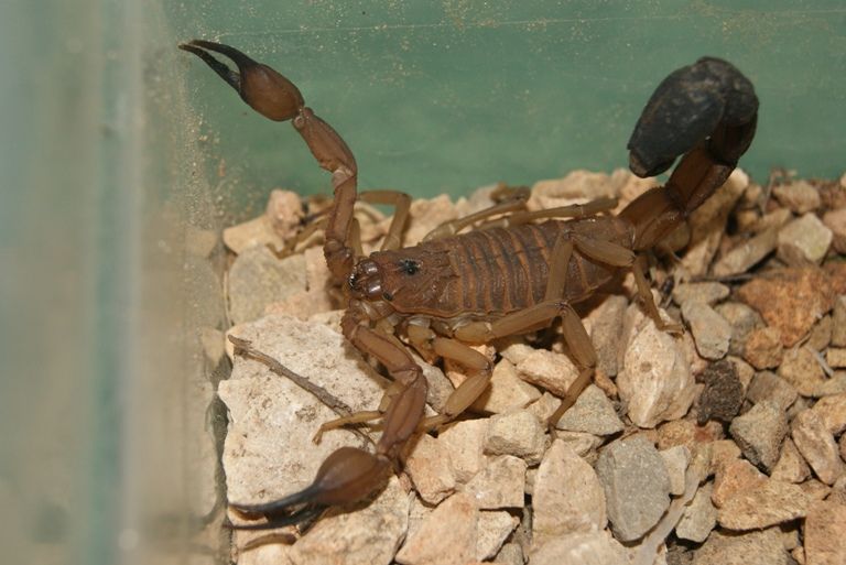 Escorpión Azul 2 