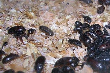 Gorgojos
